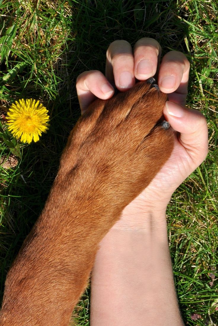 Mano con pata